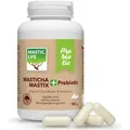 Masticlife Prebiotic - Original Chios Mastix & Prebiotika, 160 Kapseln