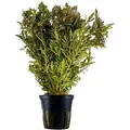 Aquarium Pflanze Hygrophila Difformis Wasserpflanzen Topf Nr.351h
