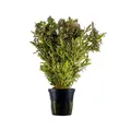 AquaOne Aquarium Pflanze Hygrophila difformis I Wasserpflanze Aquariumpflanze Hintergrund Ausläufer einfach pflegeleicht Aquascaping Dekoration