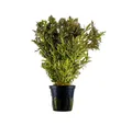 Aquaone Wasserpflanze Aquarium Pflanze Hygrophila difformis Wasserpflanzen Topf Nr.351H