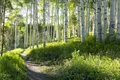 papermoon Vlies- Fototapete Digitaldruck 350 x 260 cm Birch Hiking Trail