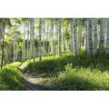 Papermoon Fototapete Birch Hiking Trail, glatt bunt 3,5 m x 2,6 m