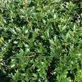 Ilexblättrige Duftblüte 40-60cm - Osmanthus heterophyllus