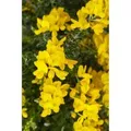 Genista Besenginster 20-30 cm