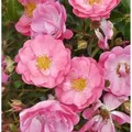 Hochstamm Rose Neon 80-100cm