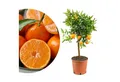 Meine Orangerie Clementinenbaum Citrus clementina - Citrus reticulata 'Clementine', echte Clementine, professionell veredelter und fruchtreifer Zitrusbaum