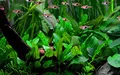 AquaOne Aquarium Pflanze Cryptocoryne wendtii 'Green' I Wasserpflanze Aquariumpflanze Rosette voll durchwurzelt einfach pflegeleicht Aquascaping Dekoration