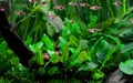 Aquarium Pflanze Cryptocoryne wendtii 'Green' Wasserpflanzen AquaOne Topf Nr.309