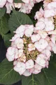 Pflanzen für Dich Gehölze Hydrangea macrophylla Charme, 1 St., Bauernhortensie, Gartenhortensie
