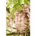 Wisteria Brachybotrys Shiro Beni Japanische Wisterie Rosa 60–100 cm