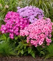 BALDUR Garten 3x Niedriger Phlox-Mix 'Flatscreen®', Knollen in Größe I, reich blühende Farbmischung, dichter Polsterwuchs, Blickfang im Beet & Steingarten, mehrjährig, winterhart & pflegeleicht