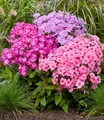 BALDUR Garten 3x Niedriger Phlox-Mix 'Flatscreen®', Knollen in Größe I, reich blühende Farbmischung, dichter Polsterwuchs, Blickfang im Beet & Steingarten, mehrjährig, winterhart & pflegeleicht