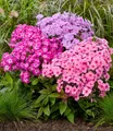 BALDUR Garten Staude Niedriger Zwerg-Phlox 'Flatscreen®'-Mix, 3 St., Flammenblume, winterhart, mehrjährig, pflegeleicht