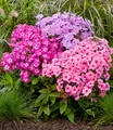 BALDUR Garten Niedriger Phlox-Mix 'Flatscreen®',3 Knollen