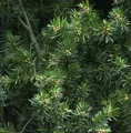 Gedrehte Zwerg Eibe Cristata 20-25cm - Taxus baccata