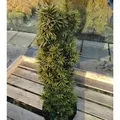 Gelbe Säulen Eibe Standishii 40-50cm - Taxus baccata