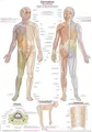 Anatomische Lehrtafel "Dermatome" | ca. 70 x 100 cm