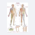 Lehrtafel "Dermatome" | Poster 70 x 100 cm | Metall-Leiste