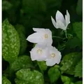 Ballonblume Albus - Platycodon grandiflorus