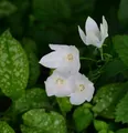 Ballonblume Albus - Platycodon grandiflorus