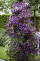 Pflanzen für Dich Kletterpflanze Clematis viticella Polish Spirit, 1 St., Italienische Waldrebe, Clematis, violettblühend, langblühend