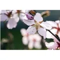 Prunus Kurilensis Ruby Zierkirsche Rosa Blüten 80–100 cm
