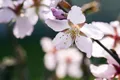Prunus kurilensis 'Ruby' 80–100 cm – Winterhart, Mehrjährig, Pflegeleicht – Kurilenkirsche – Ziergehölz für Garten & Vorgarten