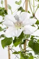 Pflanzen für Dich Kletterpflanze Clematis Hybride Yukikomachi, 1 St., Waldrebe, weißblühend, kletterpflanze