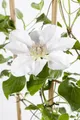 Clematis Hybride 'Yukikomachi', Waldrebe, hellblau, 100–150 cm