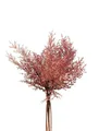 artplants Deko Asparagus sprengeri Bund RUBIOLTA, violett-rosa, 35cm