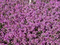 Pflanzen für Dich Staude Thymus serpyllum, 1 St., Sand-Thymian, Feld-Thymian, Quendel