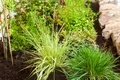 Pflanzen für Dich Gräser Molinia caerulea Variegata, 1 St., Pfeifengras, Buntes Pfeifengras, gelbgrün gestreift, horstbildend