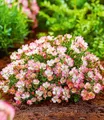 BALDUR Garten 3x Alpin-Rose Cutie Pie®, Pflanzen im 9x9 cm-Topf, winterhart, wintergrün, kleine, stark duftende Rose, niedrig und kompakt, blühend, bienenfreundlich, rosa