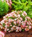 BALDUR Garten Alpin-Rose 'Cutie Pie®',3 Pflanzen