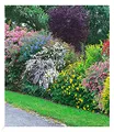 BALDUR Garten Sommer-Hecken-Kollektio, 5 Pflanzen, Blütenhecke Blühhecke, Caryopteris, Hypericum, Deutzia strawberry field, Spirea und Weigelie, reicht für 5 Meter, winterhart, blühend