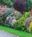 BALDUR Garten Hecken Sommer-Hecken-Kollektion, 5 St., Bartblume, Johanniskraut, Deutzie, Brautspiere & Weigelie
