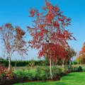 Pflanzen für Dich Baum Betula pend. Royal Frost, 1 St., Hänge-Birke, Sandbirke, Weißbirke, rote Blätter, schmaler Wuchs