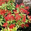 Schattenglöckchen Lavendelheide Rotkäppchen® 60-80cm - Pieris japonica