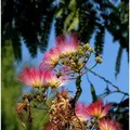 Seidenakazie Evis Pride - Schlafbaum 125-150cm - Albizia julibrissin