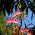 Seidenakazie Evis Pride - Schlafbaum 125-150cm - Albizia julibrissin