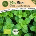 Minze Samen (BIO) - 750 Samen Kräutersamen Grüne-Minze-Samen
