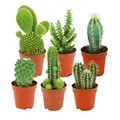 Zynesflora Mini Kakteen im Set - 6 Stück im 5.5 cm Pflanzentopf - Kleiner Kaktus Zimmerpflanze Sammlung - Höhe: 5-10 cm