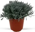 Italienischer Lavendel 15cm Topf, echter Lavendel Pflanze