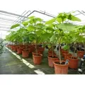 Blauglockenbaum Kiribaum 160 - 180 cm Paulownia tomentosa Kaiserbaum