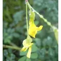 Hippocrepis emerus - Strauchkronwicke - Strauchiger Hufeinsenklee - Skorpionswicke