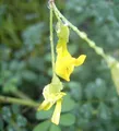 Hippocrepis emerus - Strauchkronwicke - Strauchiger Hufeinsenklee - Skorpionswicke