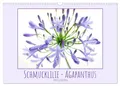 Schmucklilie - Agapanthus (Wandkalender 2027 DIN A3 quer), CALVENDO Monatskalend