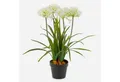 Kunstblume Agapanthus LESEDA im Dekotopf, weiß, 65cm Agapanthus, artplants, Höhe 65.0 cm