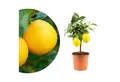 Meine Orangerie Obstpflanze Mini-Zitruspflanze im Ø15 cm Topf - diverse Sorten, echtes Zitrusbäumchen, professionell veredelter und fruchtreifer Zitrusbaum