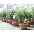 Olivenbaum Bonsai 70 - 90 cm Formgehölz, Olive winterhart, Olea europaea